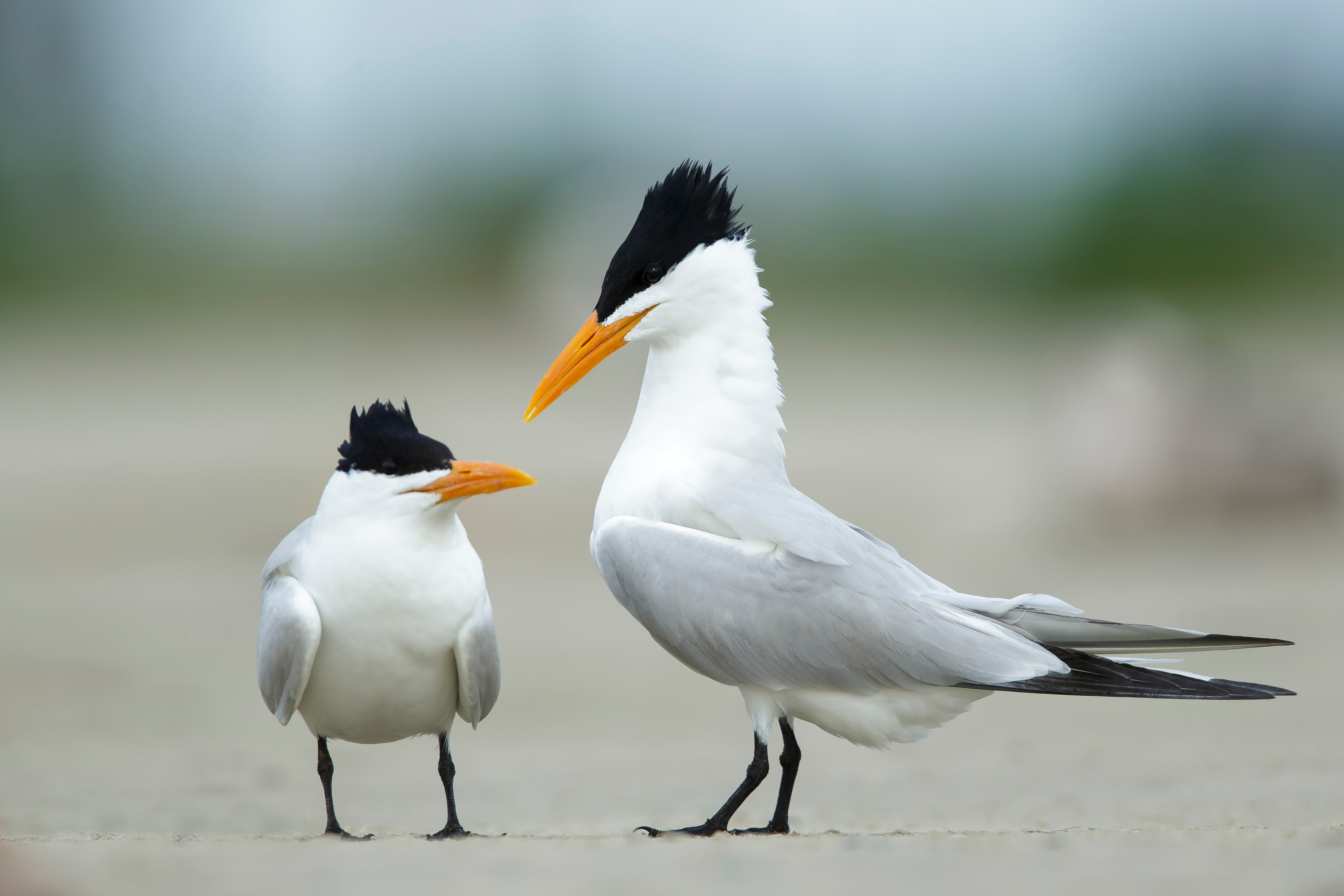 Two black and white Royal Terns on the beach with background out of focus.